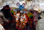 A mantis shrimp (Odontodactylus scyllarus)