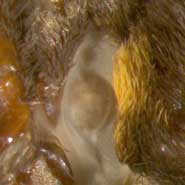 Close up showing the structure of the ear of the Blue Morpho butterfly