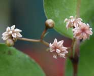 Male flowers on the Amborella in the University's Botanic Garden