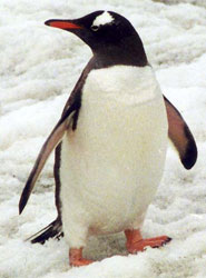 Gentoo penguin on Petermann Island, Antarctica
