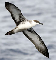 Great Shearwater