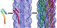 Imagining and structural analysis of host pathogen interactions