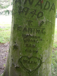 An arborglyph carved by F. Fearing from Hudson, Mass. in February 1944. Chantel Summerfield traced this soldier, who took part in the D-Day landings, as part of her research. After the war, he returned to his wife Helen and they lived in Hudson until his death in 2001.