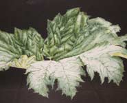 A painting by Annie Morris