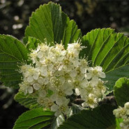 Sorbus aria, common whitebeam