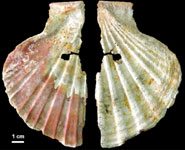 A perforated scallop shell from Cueva Antón, a Neanderthal-associated site in the Murcia province of south-east Spain. The analysis of lumps of red and yellow pigments found alongside suggest they were used in cosmetics.