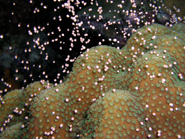 An adult Montastraea faveolata colony spawning its larvae
