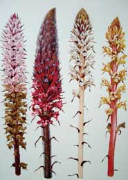 Watercolour of broomrapes by Dr Christopher Thorogood