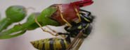 A wasp feeding on a figwort flower