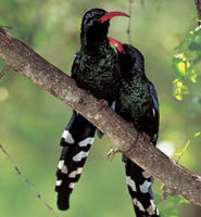 Green woodhoopoes