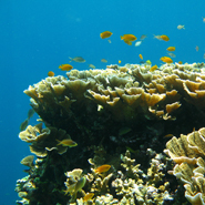 Damselfish recruits on a reef