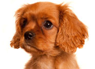 Younger dogs are more likely to be infected with Angiostrongylus vasorum