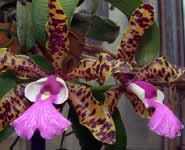 Cattleya aclandiae. There is the typical zygomorphic flower with three petal-like sepals (top, lower right, lower left), two normal petals on either side and the labellum.