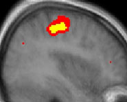 This region of the mirror neuron system in the player’s motor cortex increased its activity when the player made moves and also when they observed their computer opponent making the same “virtual” moves – even though they knew it was a computer.