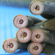 The sea lamprey