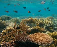 Noisy damselfish on a reef in Hoga, Sulawesi