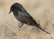 A drongo