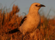 A pied babbler