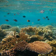 Damselfish on a reef