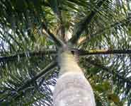 Roystonea regia, commonly known as the Cuban Royal Palm