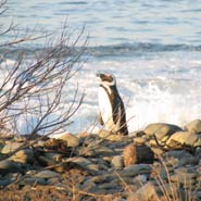 An African penguin (Spheniscus demersus) catches the sun on the beach at Robben Island.