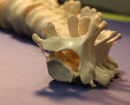 Some of the bones being used in the research are hundreds of years old