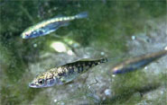 Three-spined sticklebacks (Gasterosteus aculeatus)