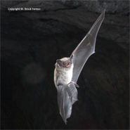 An image of a little brown bat (Myotis lucifugus)
