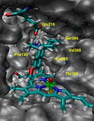 Binding orientation of dextromethorphan in the active site of P450 2D6 as derived from QM/MM minimization