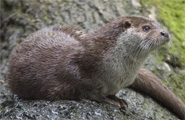 A Eurasian otter (Lutra lutra)