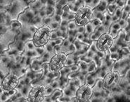 The stomata of Selaginella uncinata