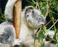 A koala eating eucalyptus