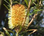 Banksia Marginata