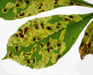 A damaged chestnut tree leaf, showing white leaf mines
