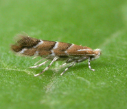 The 'alien' invader - a horse chestnut leaf miner