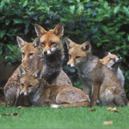 A family of foxes