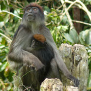 Red colobus monkeys (Procolobus rufomitratus)