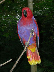 The female eclectus parrot has been known to produce 20 sons in a row before switching to producing only daughters