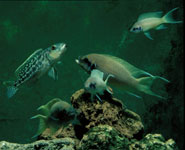 Neolamprologus pulcher displaying defence behaviour