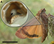 The neurons in the ear of the Large Yellow Underwing Moth are activated by movement of the eardrum the size of an atom
