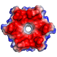 The protein has a central channel with defined chemistry that can be altered and controlled