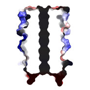 This central channel provides the basis for engineering new proteins such as ion channels, which may be used as components of sensor and purification devices, and catalysts, which could pave the way to new industrial enzymes