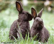 Two rabbits in a garden