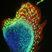 The Zebrafish pectoral fin which displays a peacock feather-like composition