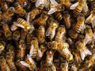 Paint-marked nest site scouts on the surface of a honeybee swarm
