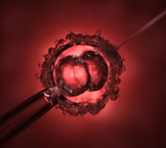 A dividing cell under a microscope.