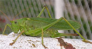 A present-day katydid