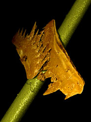 Three dimensional model of an articulated pair of conodont teeth and a human hair for scale, both created using synchrotron radiation x-ray computed micro-tomography