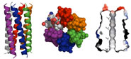 The structure of CC-Hex shown as a 