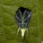 An image of a tree cricket (Oecanthus henryi)